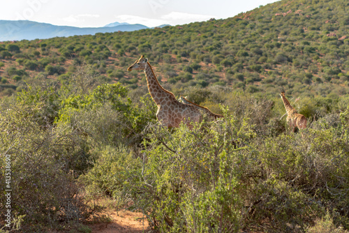 giraffe in the wild