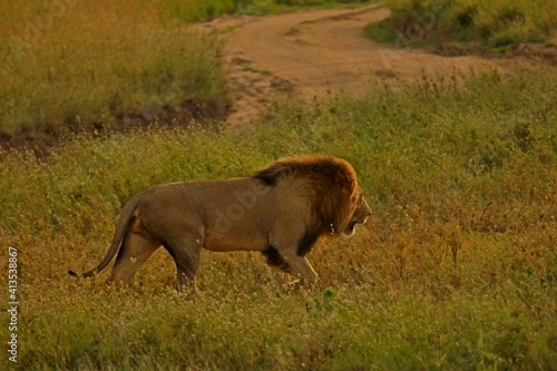 Wallpaper Mural Male lion in the wild Torontodigital.ca