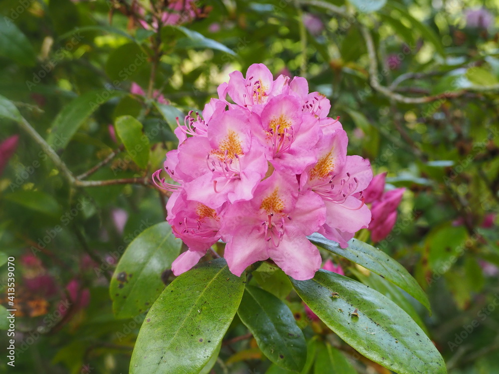 Obraz premium rhododendron flower