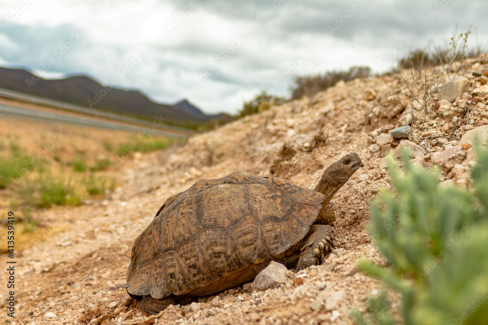turtle next to the road in South Africa. turtle next to the road in South Africa.