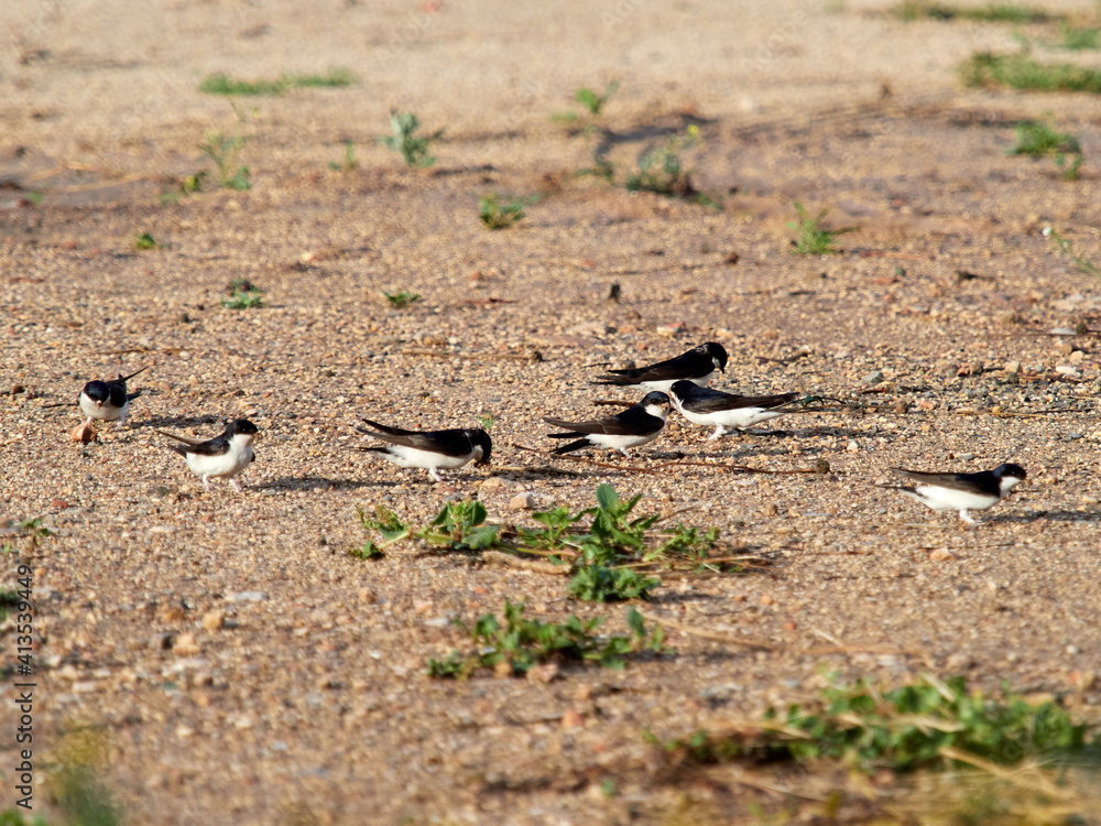 Fototapeta premium House martin, Delichon urbicum, collecting mud for the nest, Xativa Spain