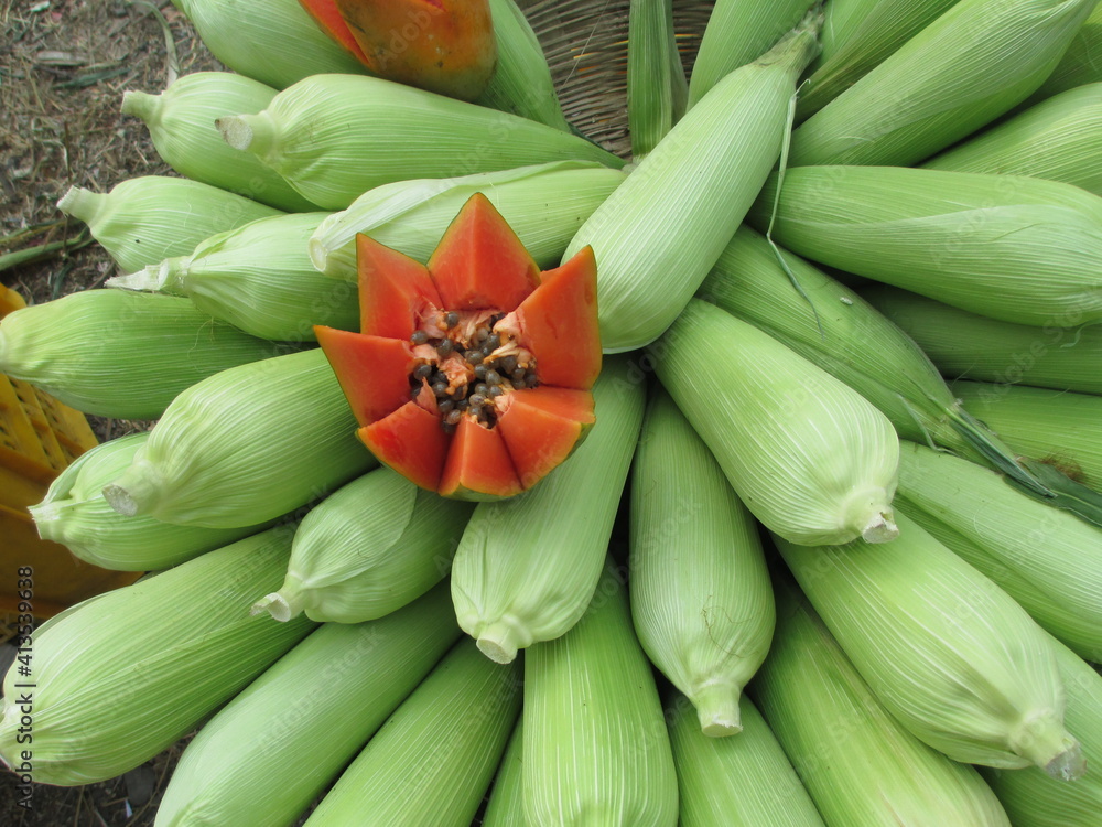 Fototapeta premium view of fresh half cut papaya fruit with corn for multipurpose use