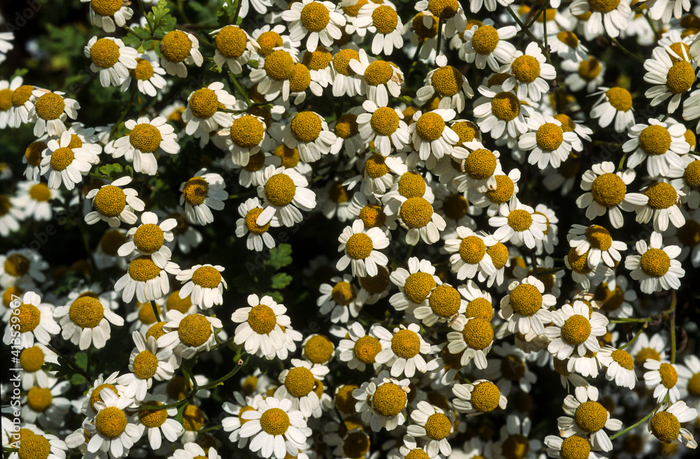 Grande Camomille, Tanacetum parthenium Grande Camomille, Tanacetum parthenium