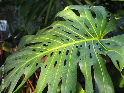 Monstera Leaf