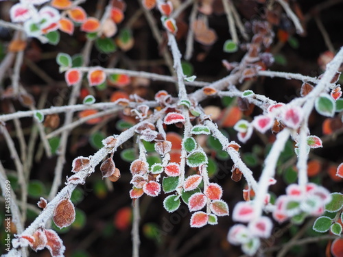 Frost Leaves