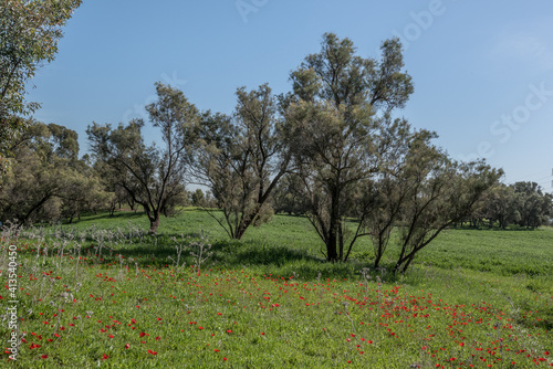 View of red Anemone flowers [Kalaniot in Hebrew] meadow in a forest near Eitan settlement, near the town of Kiryat-Gat, in Northern Negev region, Israel.