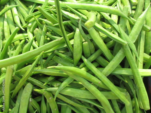 scenic view of guvar or cluster bean with the botanical name Cyamopsis tetragonoloba