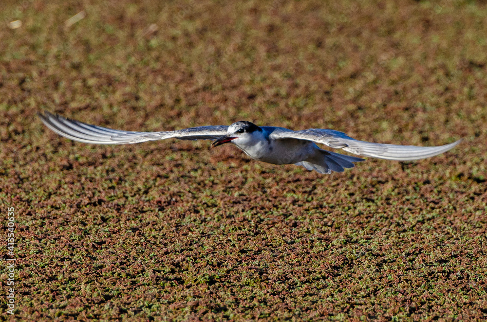 Obraz premium Guifette moustac,. Chlidonias hybrida, Whiskered Tern