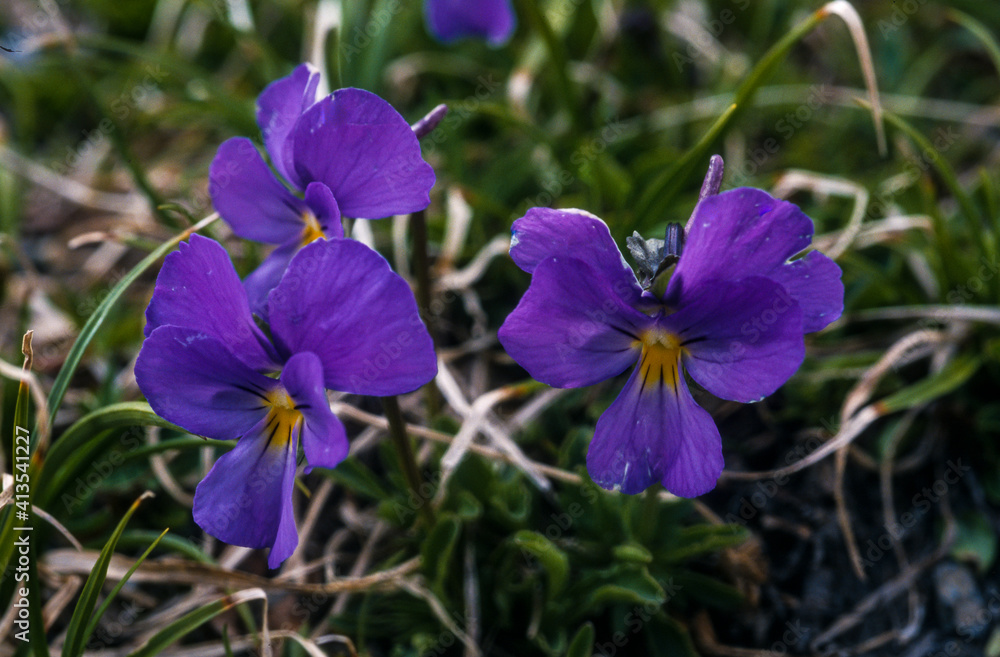Pensée sauvage, Viola tricolor