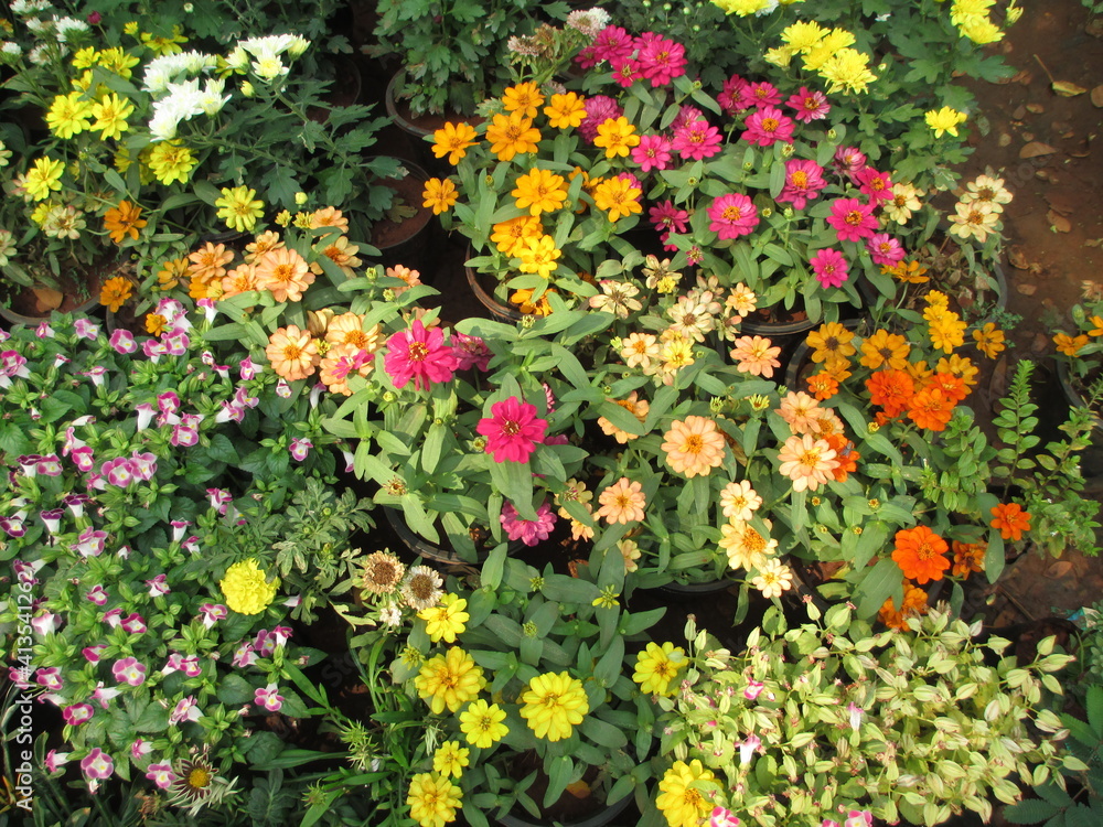 Scenic view of fresh colorful flowers and plants for multipurpose use