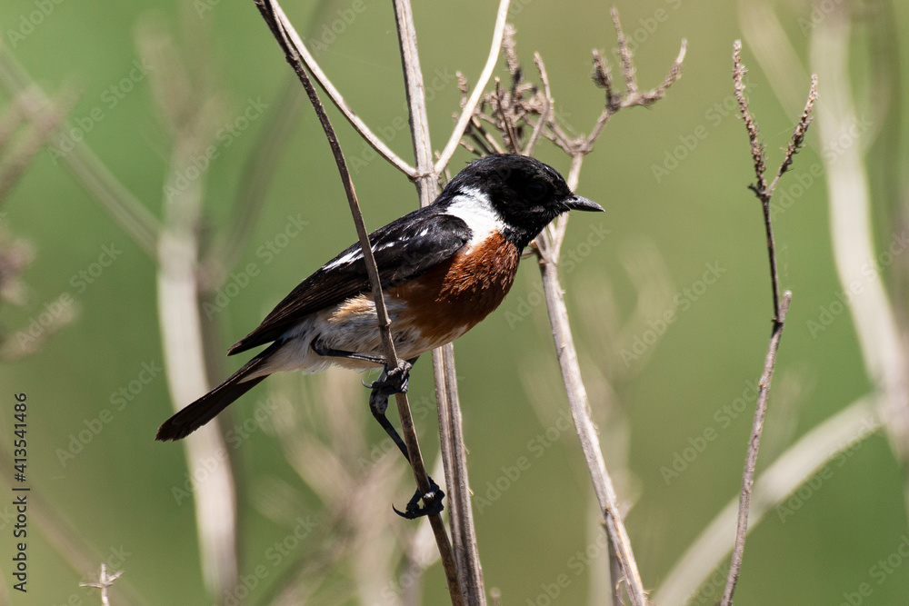 Tarier pâtre, Traquet pâtre, Saxicola rubicola, European Stonechat, male Tarier pâtre, Traquet pâtre, Saxicola rubicola, European Stonechat, male