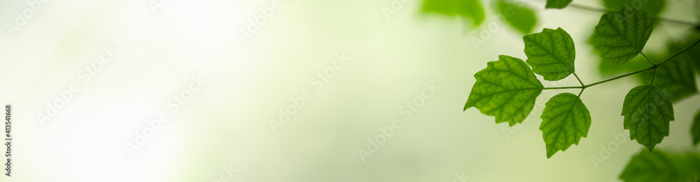 Nature of green leaf in garden at summer. Natural green leaves plants using as spring background cover page greenery environment ecology wallpaper Nature of green leaf in garden at summer. Natural green leaves plants using as spring background cover page greenery environment ecology wallpaper