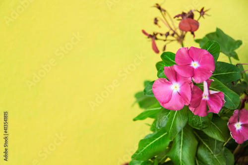 Petunia flowers against a colored wall