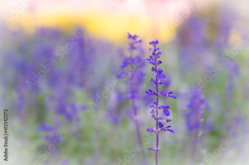 Selective focus of purple Angelonia flowers blooming on the garden with soft and blurred background.