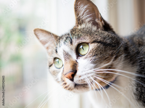 Fototapeta Naklejka Na Ścianę i Meble -  窓の外を眺める猫