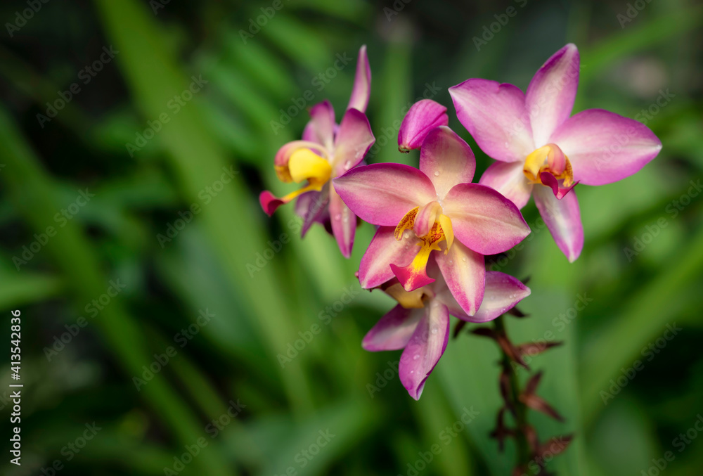 Close-up of Spathoglottis pink hybrid orchid bouquet with water drop. The flowers are blooming and brightly colored on blurred green background. Close-up of Spathoglottis pink hybrid orchid bouquet with water drop. The flowers are blooming and brightly colored on blurred green background.