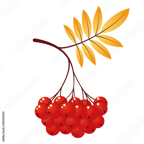 Rowan tree branch with leaves and berries. Vector illustration isolated on white background. Mountain ash summer design. Gradient fill. Bunch of mountain ash