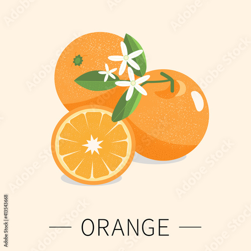 Oranges with leaves and flowers. Orang fruit. Vector illustration
