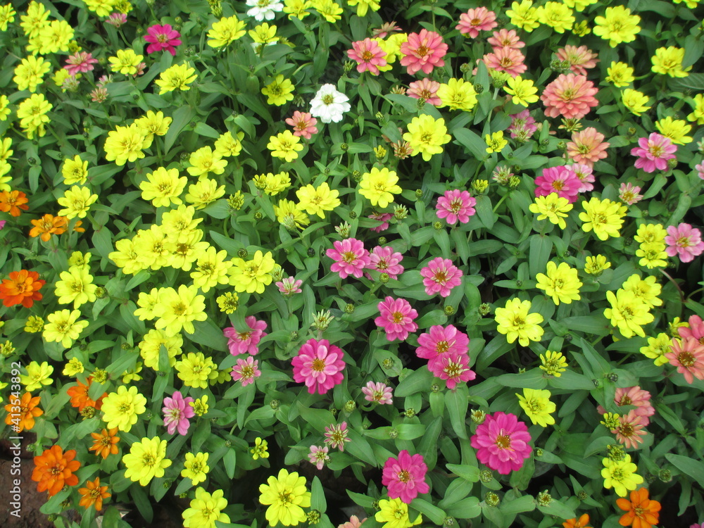 Obraz premium Scenic view of fresh colorful flowers and plants for multipurpose use