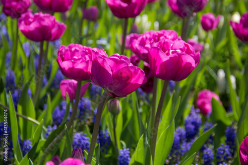 Close up of pink tulips and flowers