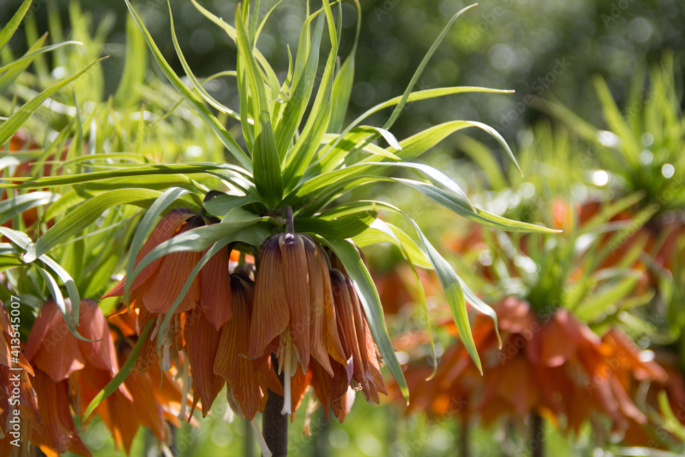 Fototapeta premium Detail of an orange Kaiserkrone Fritillaria imperialis field