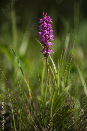 flowers in the field