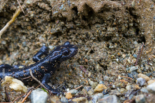 Alpine salamander (Salamandra atra) covered with dirt in the Austrian alps
