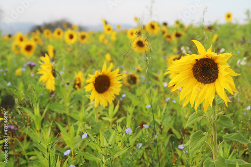 Sunflower field in Baden-Wurttemberg, Germany	 photo
