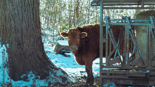 Wallpaper Mural cows in the snow Torontodigital.ca