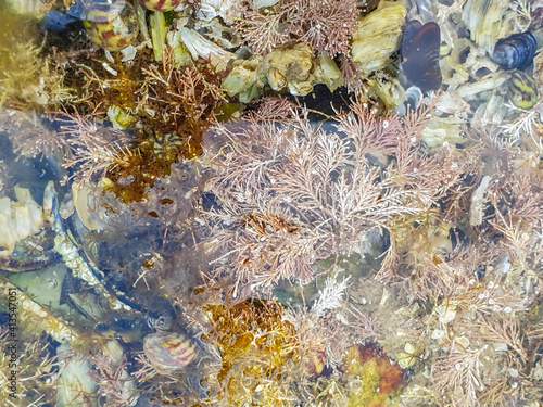 Calcareous red seaweed photo