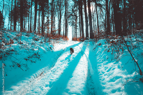 Wallpaper Mural dog in forest Torontodigital.ca