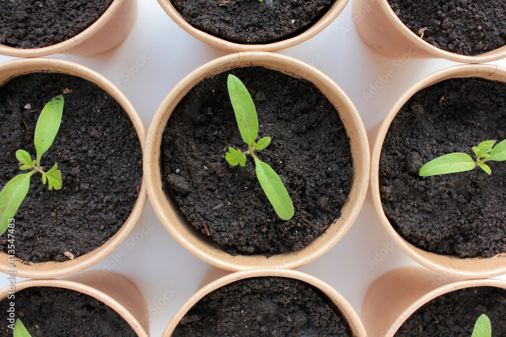 Cherry tomato plant seedling in brown organic pots on the white background. Growing vegetables indoors in the kitchen windowsill garden. Young sprouts in soil. Top view, copy space
Cherry tomato plant seedling in brown organic pots on the white background. Growing vegetables indoors in the kitchen windowsill garden. Young sprouts in soil. Top view, copy space