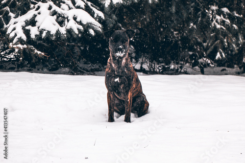 Wallpaper Mural dog in snow Torontodigital.ca