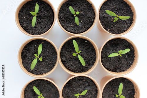 Cherry tomato plant seedling in brown organic pots on the white background. Growing vegetables indoors in the kitchen windowsill garden. Young sprouts in soil. Top view, copy space 