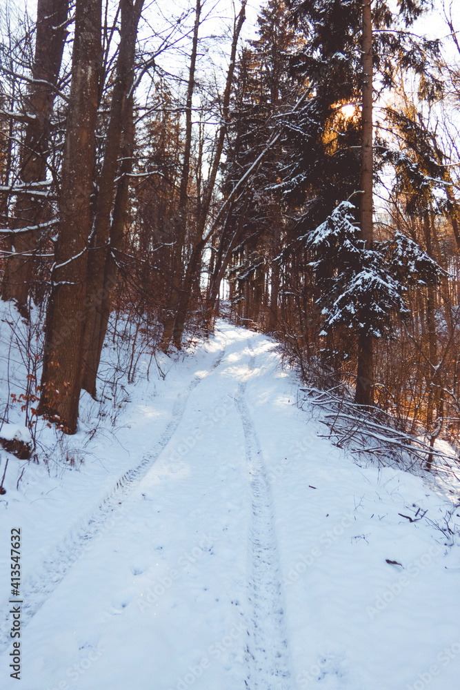 Fototapeta premium winter forest in the snow
