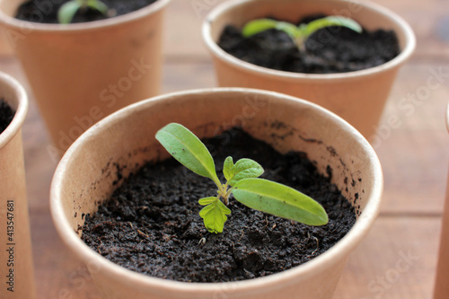 Cherry tomato plant seedling in brown organic pots on the white background. Growing vegetables indoors in the kitchen windowsill garden. Young sprouts in soil. Top view, copy space 