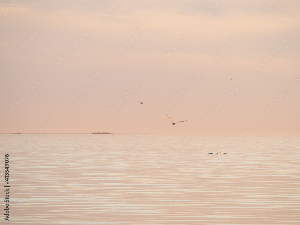 seagulls on the sea, midnight sun, Oulu, Finland seagulls on the sea, midnight sun, Oulu, Finland