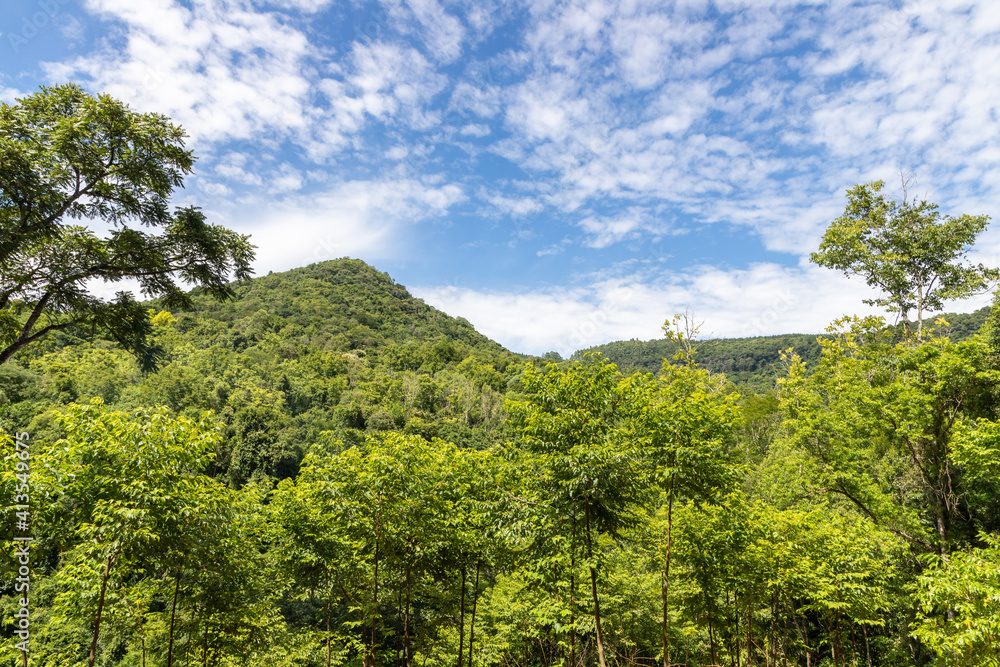 Forest and plants over mountain