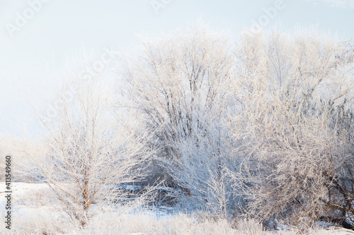 Trees covered with hoarfrost outdoors on winter morning