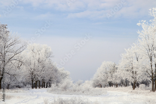 Plants covered with hoarfrost outdoors on winter morning © New Africa