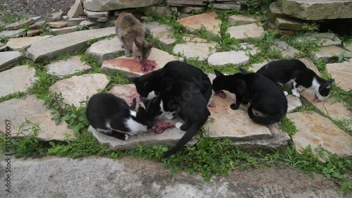 A Cat and Five Black and White Puppies Eating Meat on the Rocks in Brazil 
