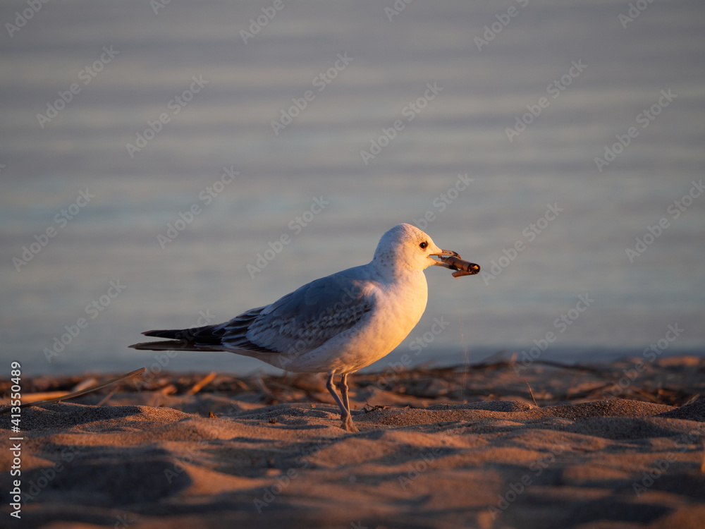 red billed gull over the sea in summer red billed gull over the sea in summer