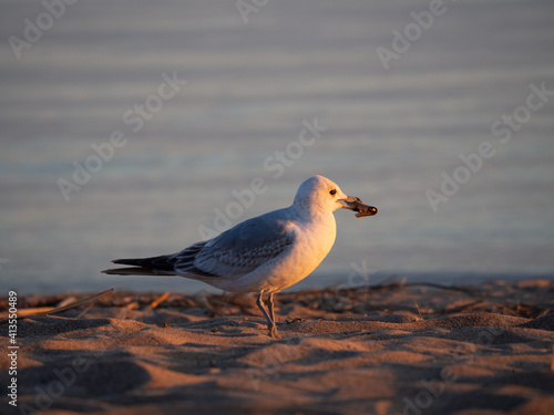 red billed gull over the sea in summer  photo