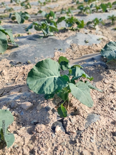 plant in the ground