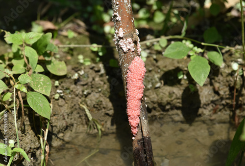 Beautiful pink color eggs of Golden Apples Snail stuck on the old bamboo