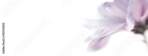 Fototapeta Naklejka Na Ścianę i Meble -  Blur Soft focus ping flower petals on white long horizontal background.