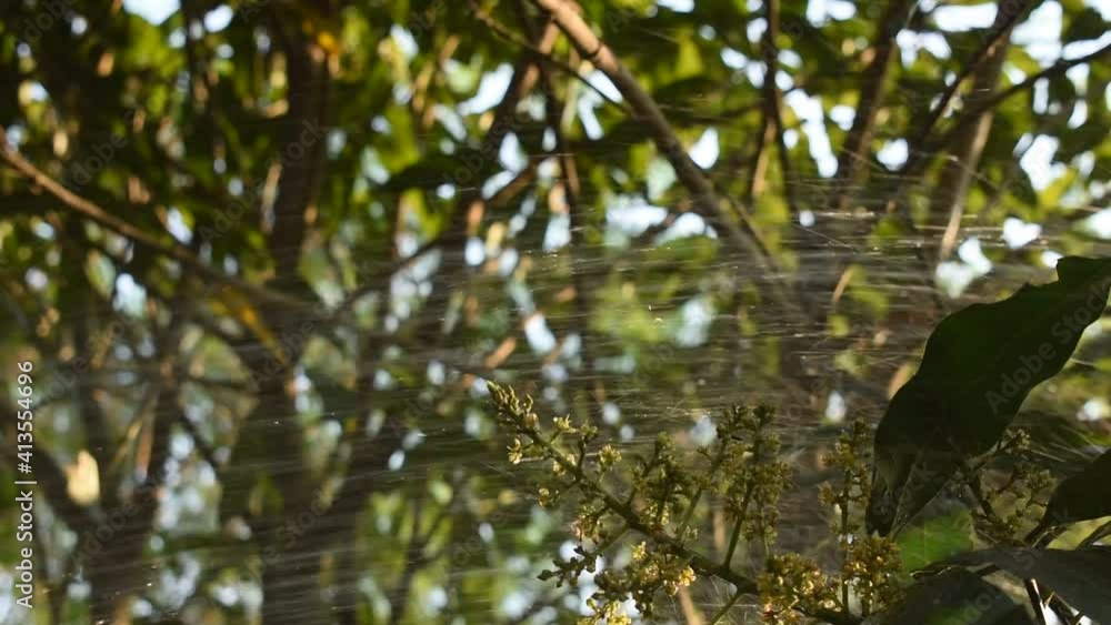 mango flower bloom at treetop watering for growth to be fruit on garden in summer mango flower bloom at treetop watering for growth to be fruit on garden in summer