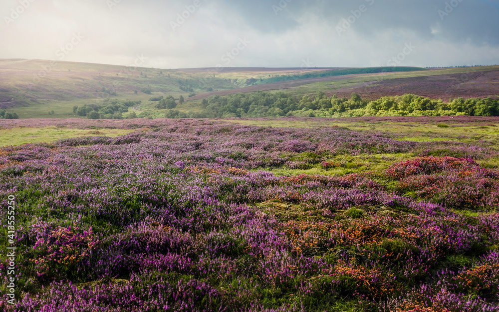 Naklejka premium Heather in bloom, North York Moors, Yorkshire, UK.