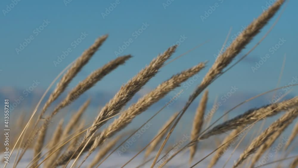 The dry grass moves in the wind on the sea shore in winter The dry grass moves in the wind on the sea shore in winter