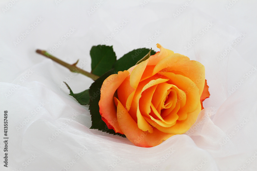 Colorful red and yellow rose on white textile with copy space